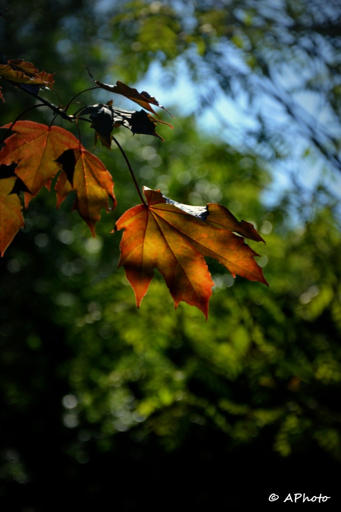 Leaves of Summer